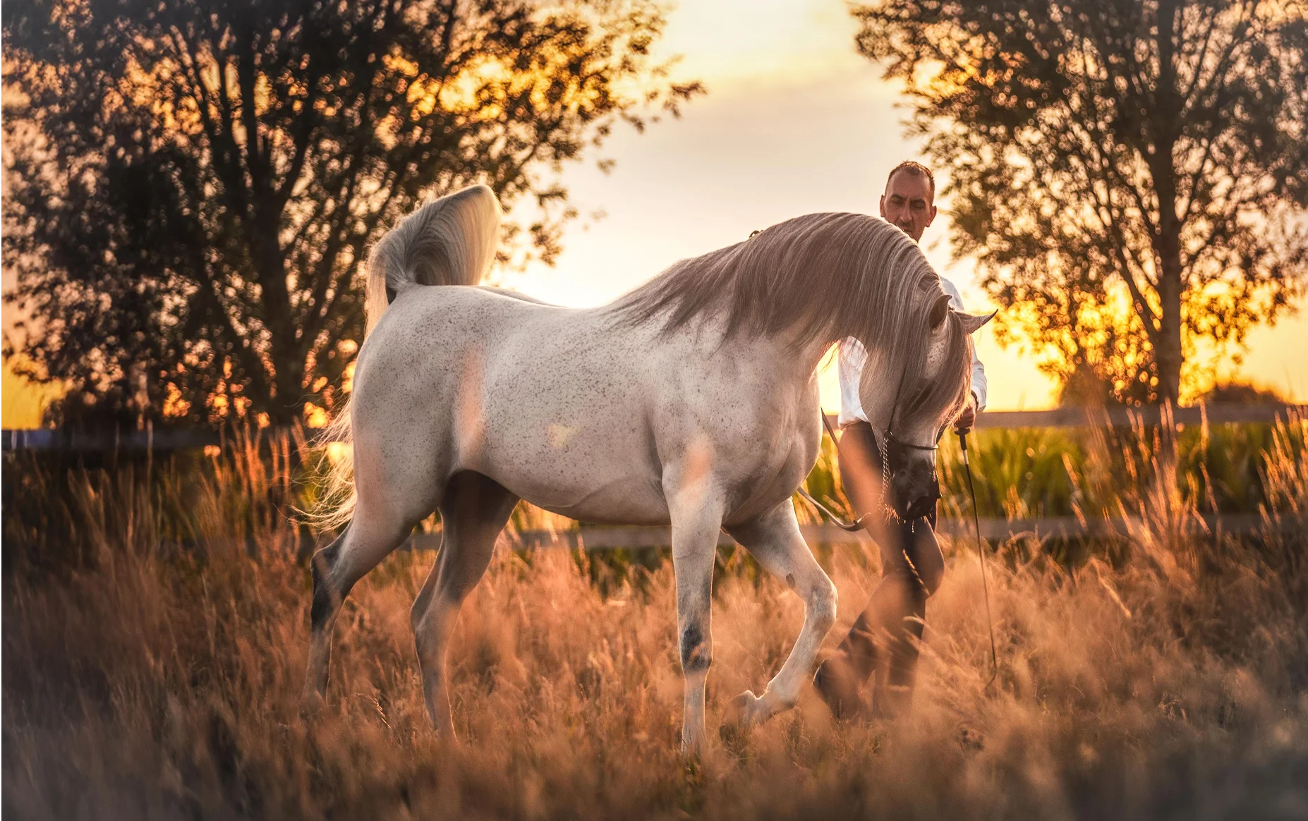 thestallions
